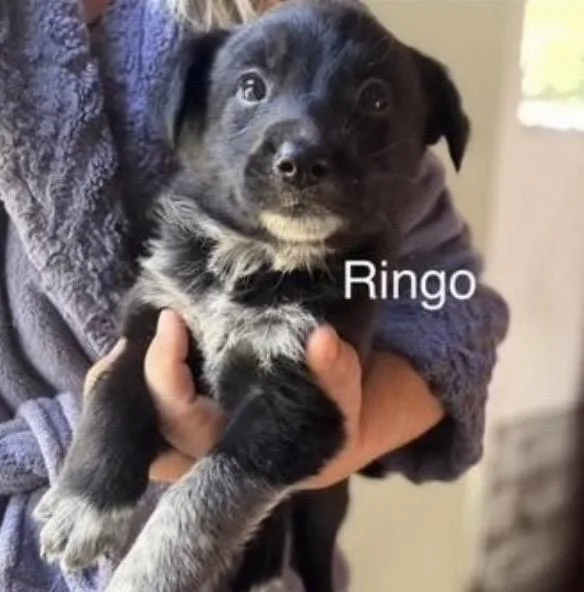 Ringo