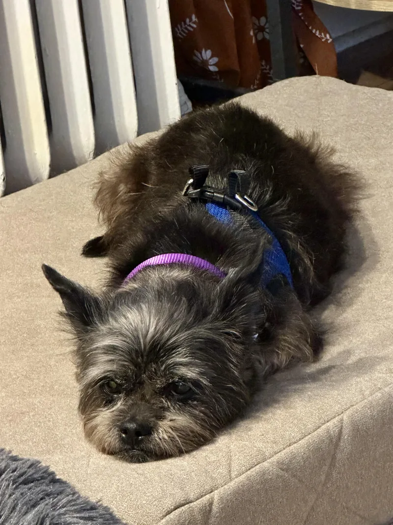 Lilly Beth thumbnail 6