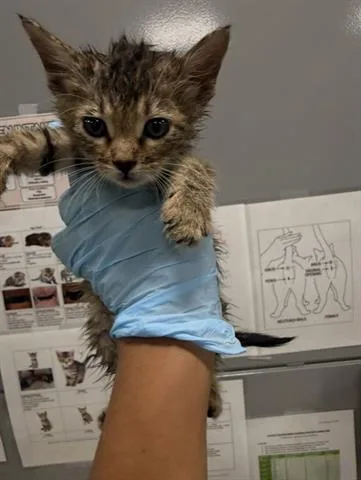 A baby small-sized male Domestic Medium Hair cat named Goose for adoption in San Martin, CA