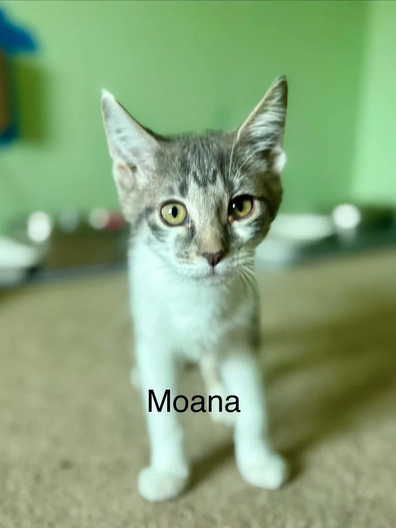 Moana