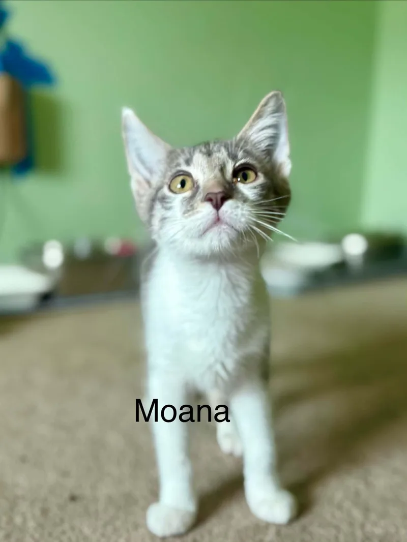 Moana thumbnail 2