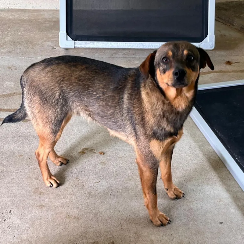 A young medium-sized male Sable Mixed Breed dog named Ringo for adoption in Calverton, NY