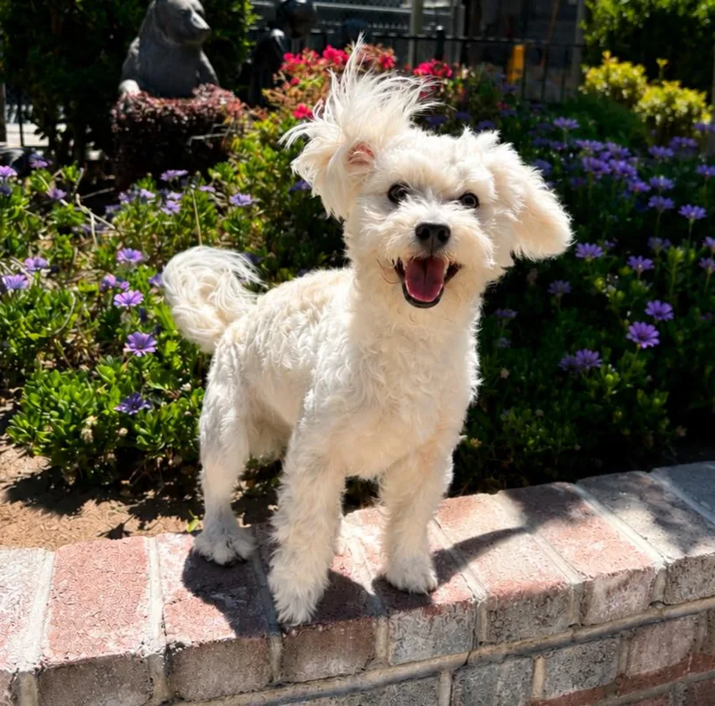 A young small-sized male Yellow / Tan / Blond / Fawn Maltese dog named Julio for adoption in Lathrop, CA