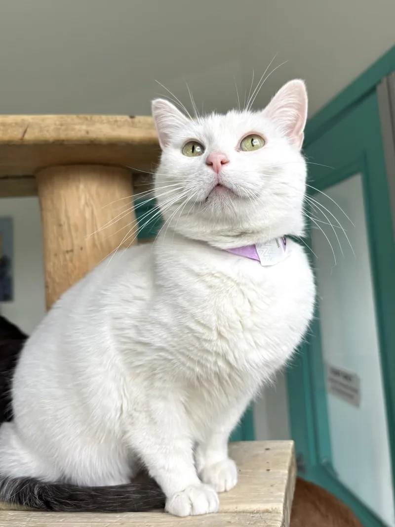 A young medium-sized female White Domestic Short Hair cat named Gyoza for adoption in Chicago, IL