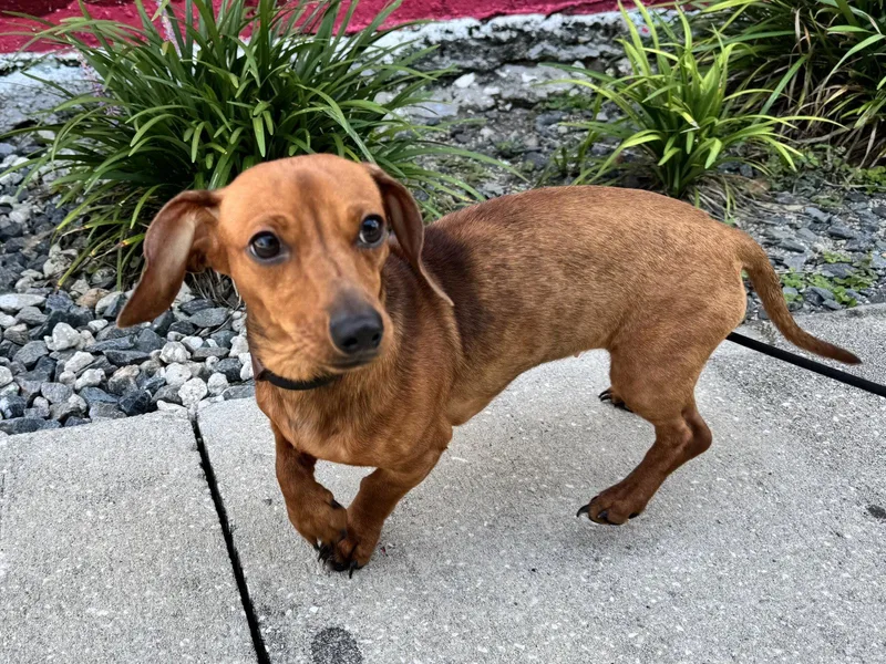 A young small-sized female Dachshund dog named Mae Pearl  FH for adoption in Sanford, FL