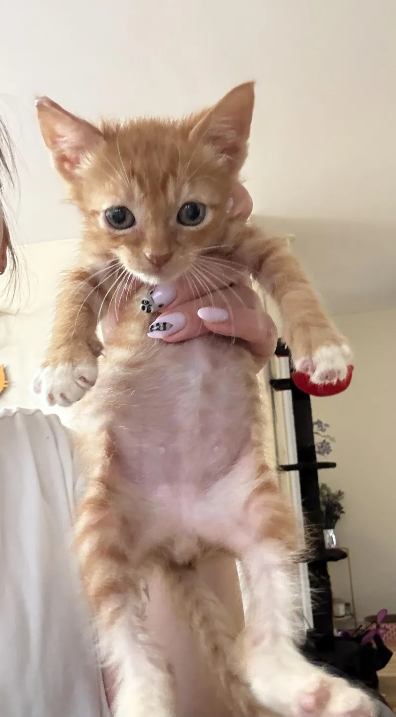 A baby medium-sized male Orange & White American Shorthair cat named Tormund Giantsbane for adoption in Long Island City, NY