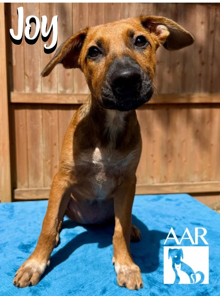 A baby medium-sized female Black Mouth Cur dog named Joy for adoption in Magnolia, TX