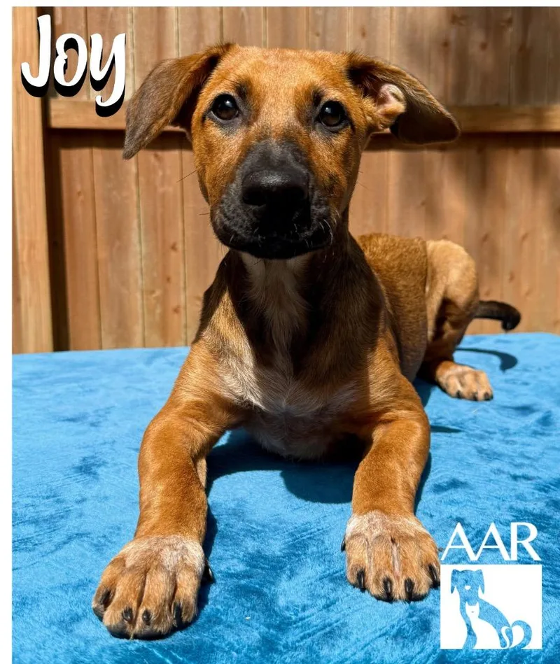 Joy thumbnail 2