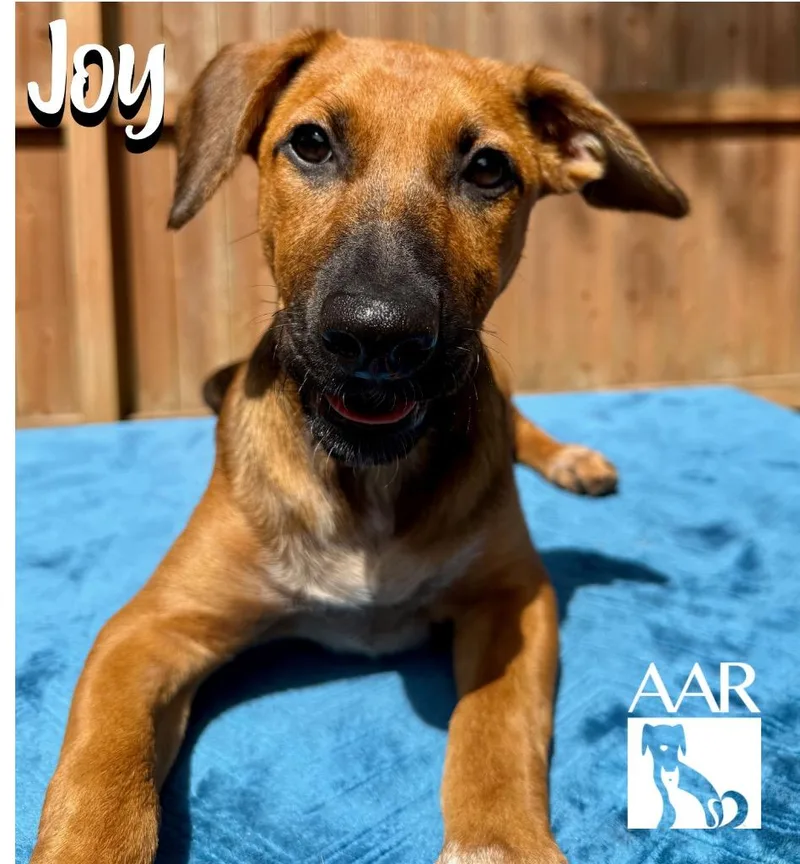 Joy thumbnail 4