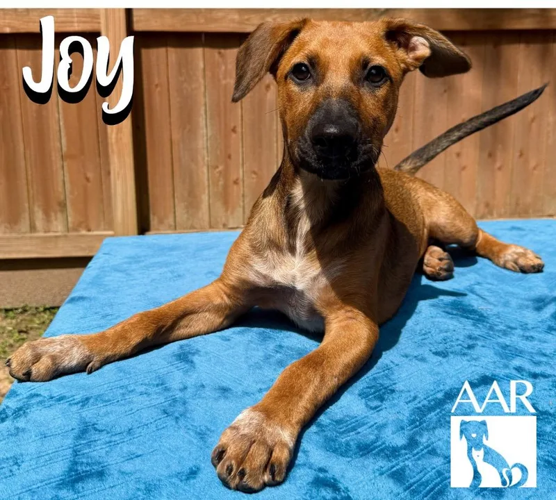 Joy thumbnail 5