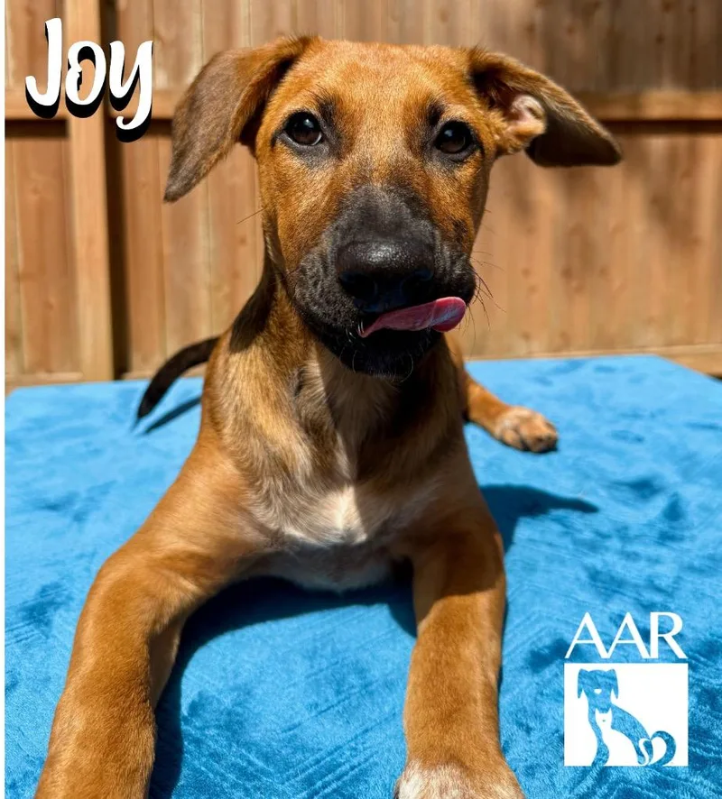 Joy thumbnail 6