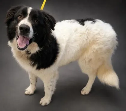 An adult large-sized male Great Pyrenees dog named Smitty for adoption in Bowling Green, KY