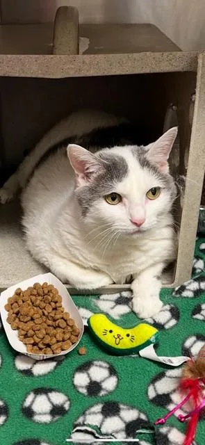 A young large-sized female Domestic Short Hair cat named Princess Fiona for adoption in Louisville, KY