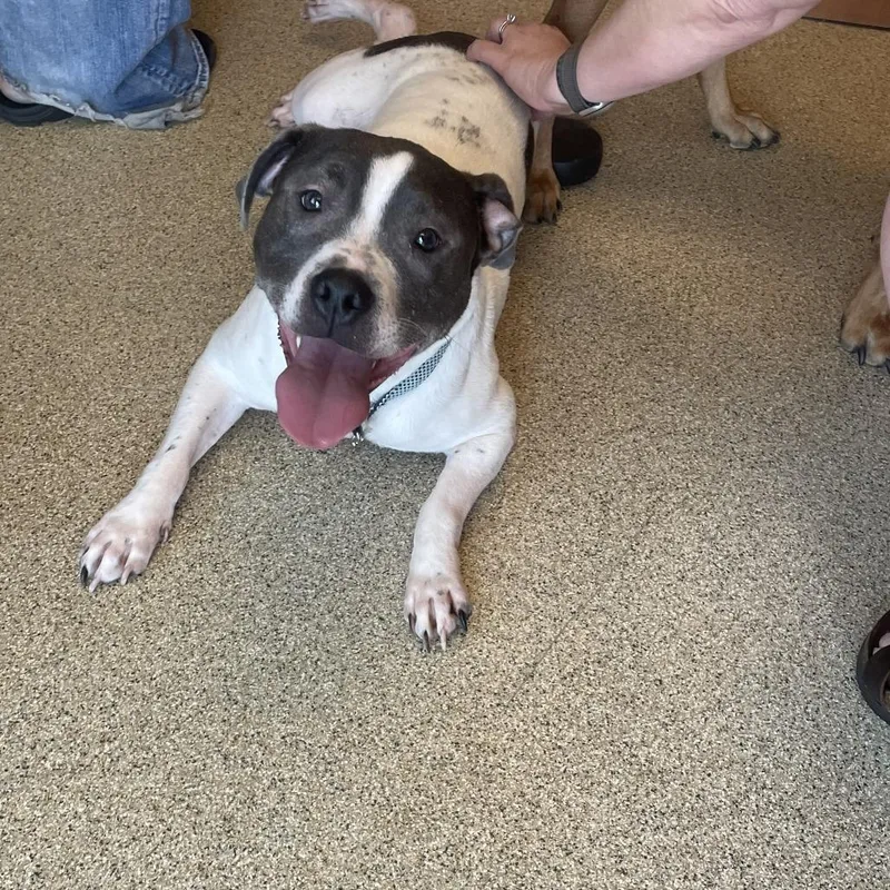 An adult medium-sized male Gray / Blue / Silver American Bulldog dog named Sully for adoption in Gloucester, VA