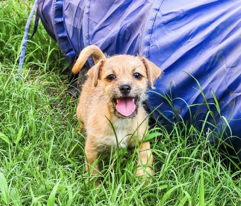 A baby small-sized female Brown / Chocolate Chihuahua dog named Almond Joy for adoption in Houston, TX