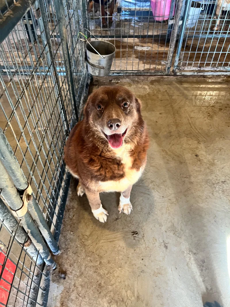 An adult medium-sized male Australian Cattle Dog / Blue Heeler dog named Chewy for adoption in Canyon, TX