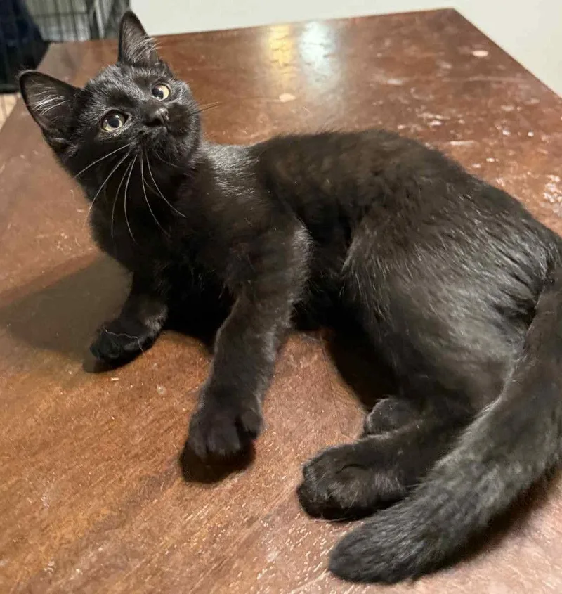 A baby small-sized female Domestic Short Hair cat named Dutchess for adoption in Forest Lake, MN