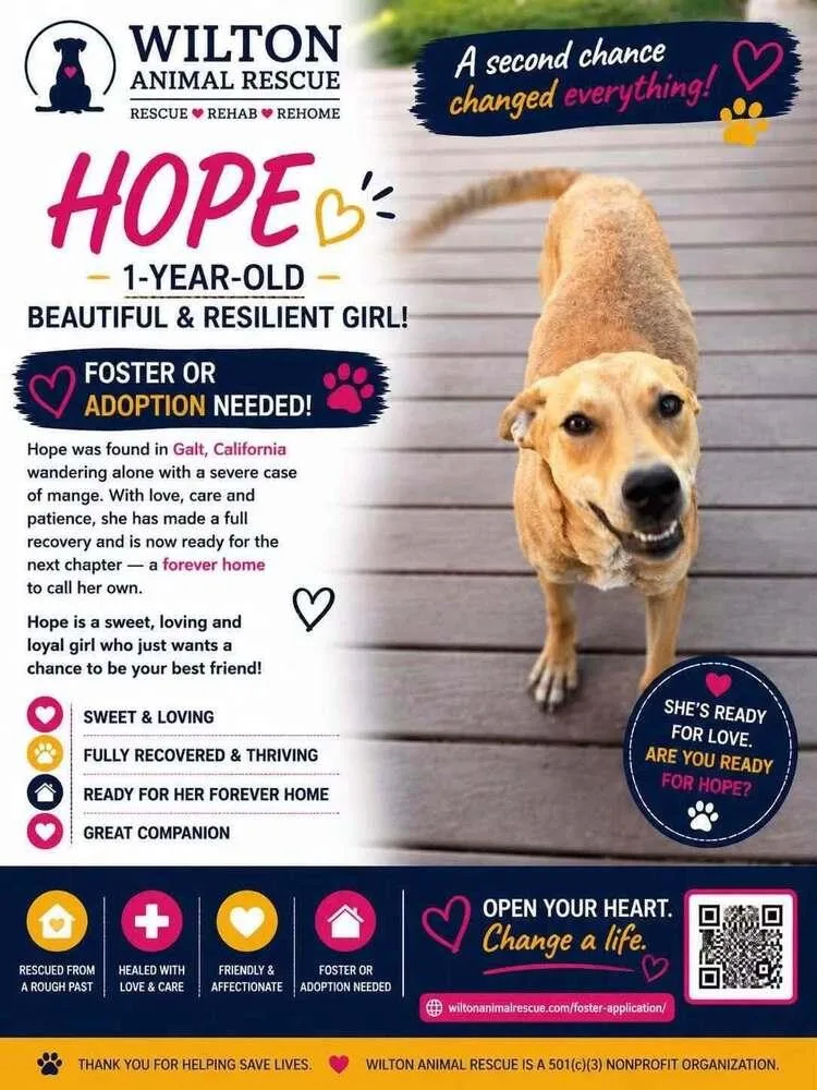 A young medium-sized female Mixed Breed dog named Hope for adoption in Wilton, CA