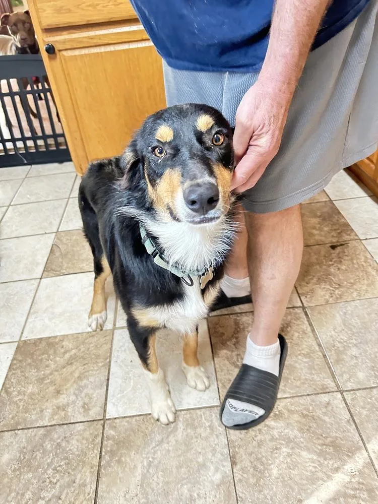 An adult large-sized male Border Collie dog named Bentley for adoption in Boston, MA