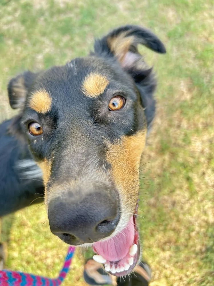 Bentley thumbnail 2