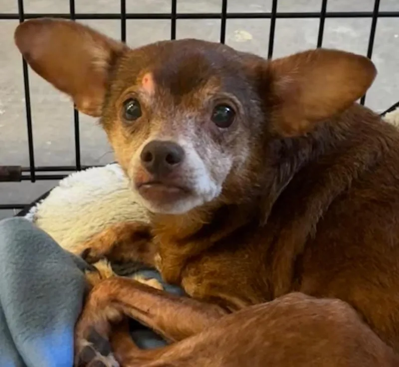 A senior small-sized male Chihuahua dog named Tucker for adoption in Elizabethton, TN
