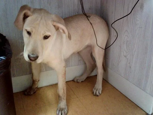 A baby small-sized female Labrador Retriever dog named Faye for adoption in Martinez, CA