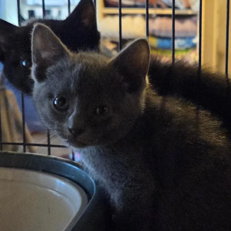 A baby small-sized female Gray / Blue / Silver Domestic Short Hair cat named Ester for adoption in Hanna City, IL