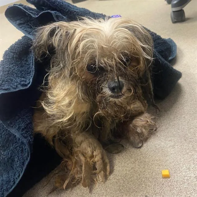An adult small-sized female Lhasa Apso dog named Sansa for adoption in Aurora, CO