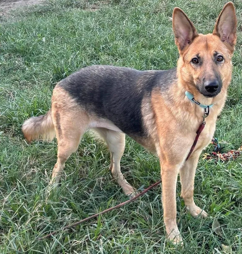 An adult large-sized female Tricolor (Brown, Black, & White) German Shepherd Dog dog named Praline for adoption in Brookshire, TX