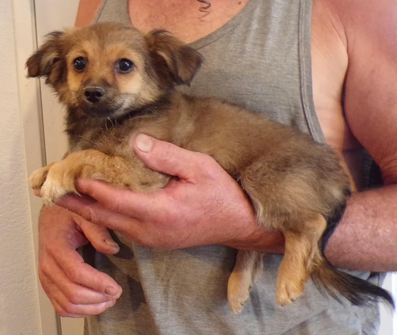 A baby small-sized female Tricolor (Brown, Black, & White) Chihuahua dog named Sasha for adoption in Corona, CA