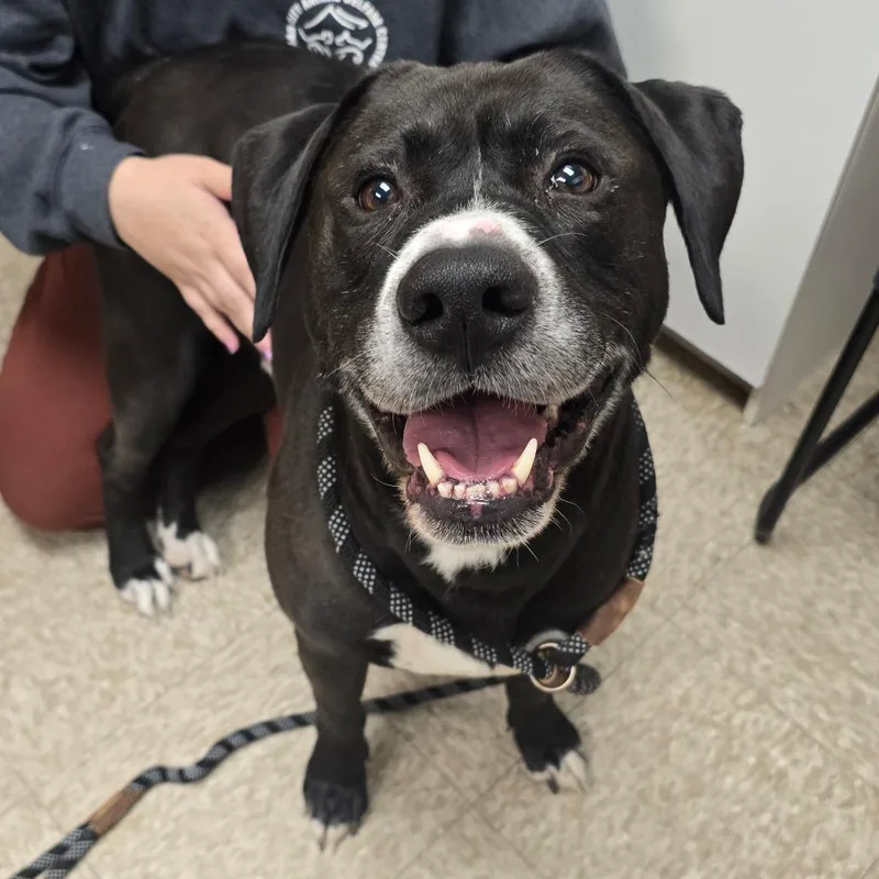 An adult large-sized male Black Labrador Retriever dog named Goliath for adoption in Milan, IL
