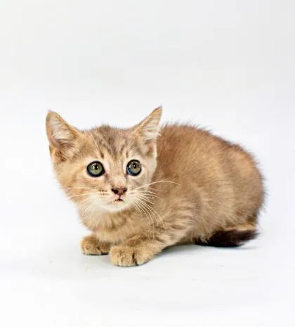 A baby small-sized female Domestic Short Hair cat named Spice for adoption in Morton Grove, IL