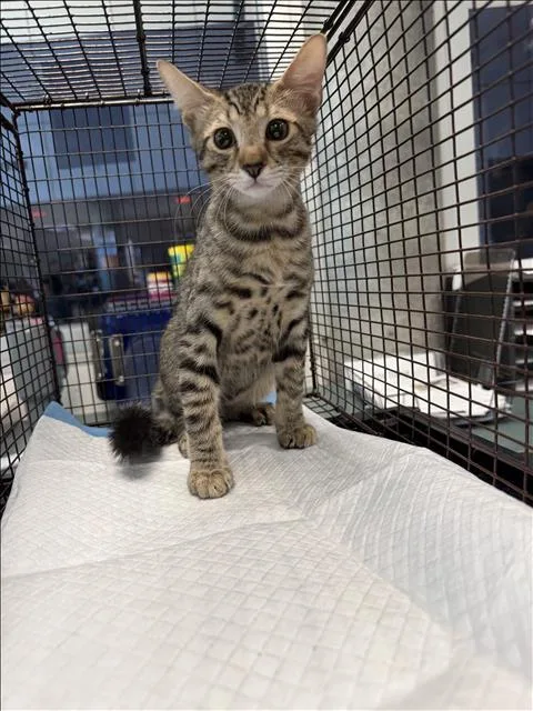 A baby small-sized male Domestic Short Hair cat named Stanley for adoption in Chatsworth, CA