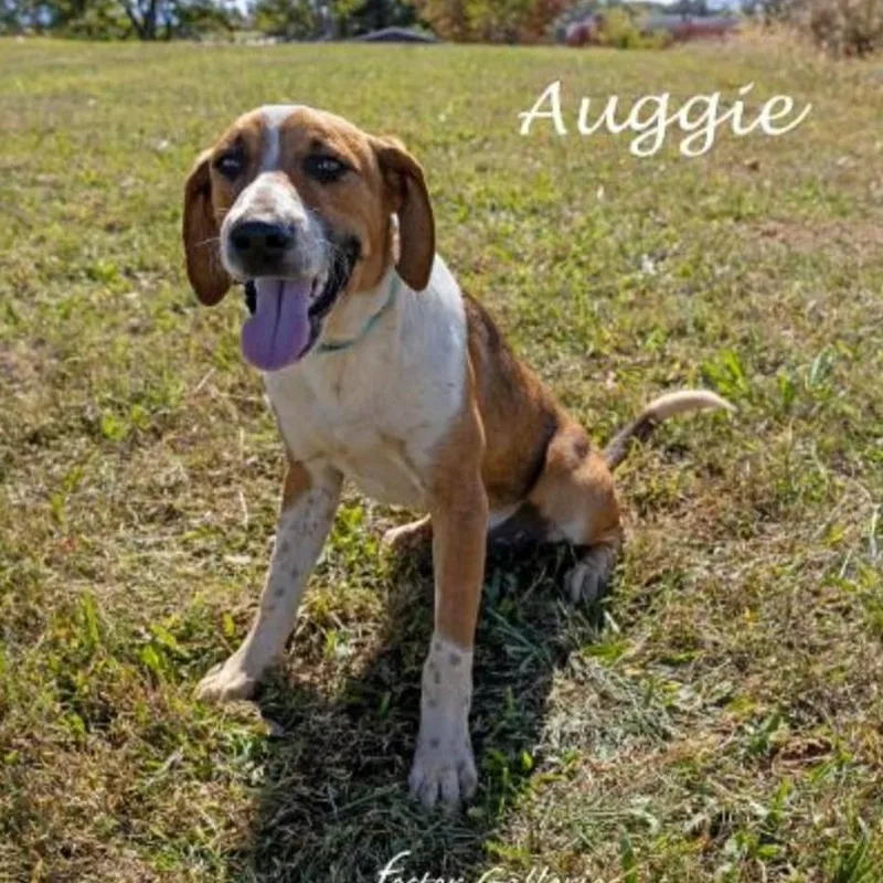 Auggie