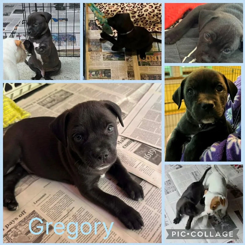 A baby medium-sized male Black Hound dog named Gregory for adoption in Forked River, NJ