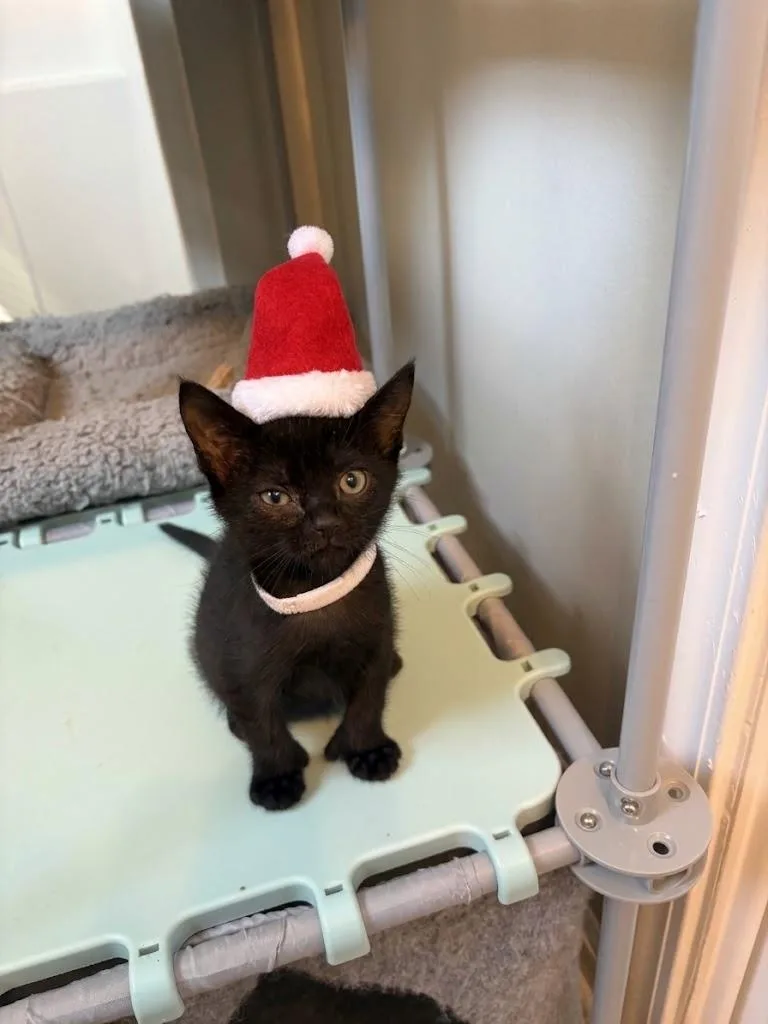 A baby small-sized female American Shorthair cat named Tulsa for adoption in Bethel Park, PA