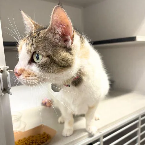 A senior small-sized female Domestic Short Hair cat named Mia for adoption in Aurora, CO