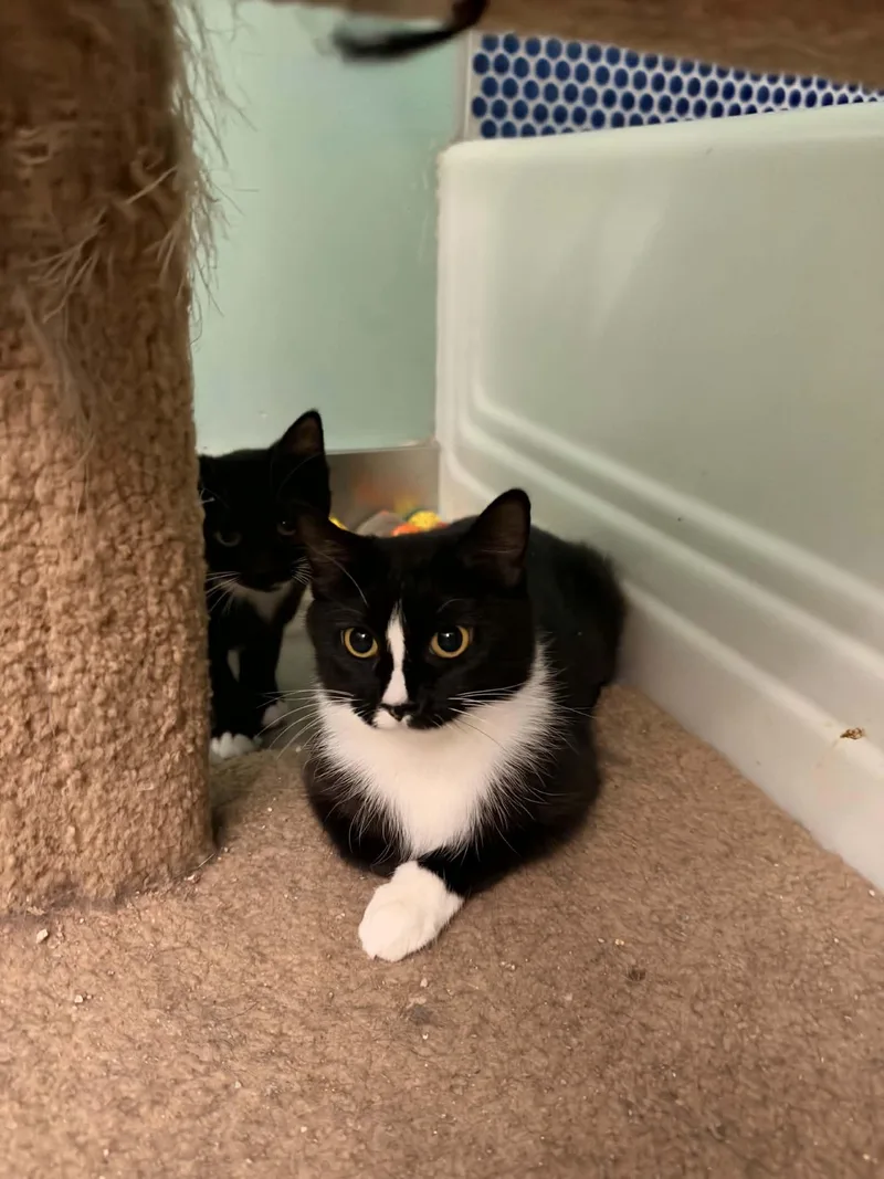 A young medium-sized female Tuxedo cat named Desi for adoption in Cincinnati, OH