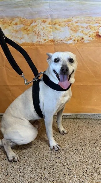 An adult medium-sized male Terrier dog named Spike for adoption in Miami, FL