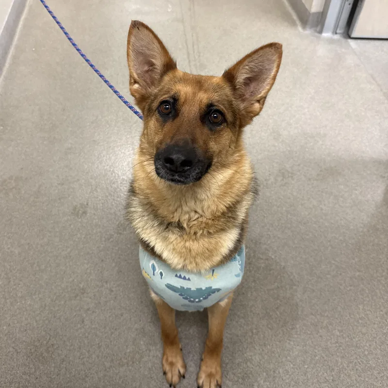 An adult medium-sized female Shepherd dog named Dipper for adoption in Kearney, NE