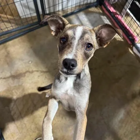 A baby small-sized female Yellow / Tan / Blond / Fawn Pit Bull Terrier dog named Felicity for adoption in Amarillo, TX