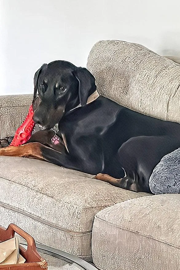 Whinston thumbnail 2