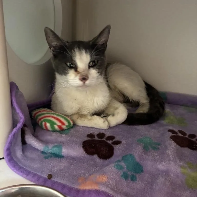 A young small-sized female White Domestic Short Hair cat named Texas for adoption in Tacoma, WA