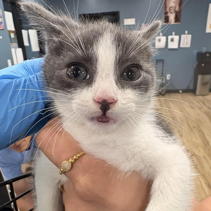 A baby small-sized female White Domestic Short Hair cat named Brownie for adoption in Newark, NJ