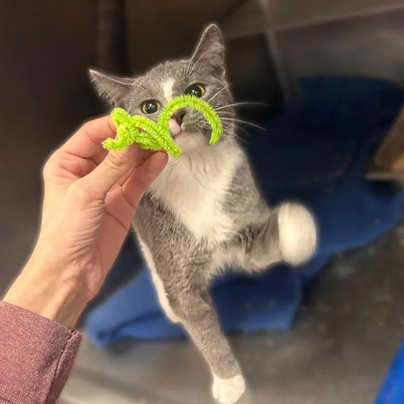 A young small-sized female Gray / Blue / Silver Domestic Short Hair cat named Scotty Don't for adoption in Davenport, IA