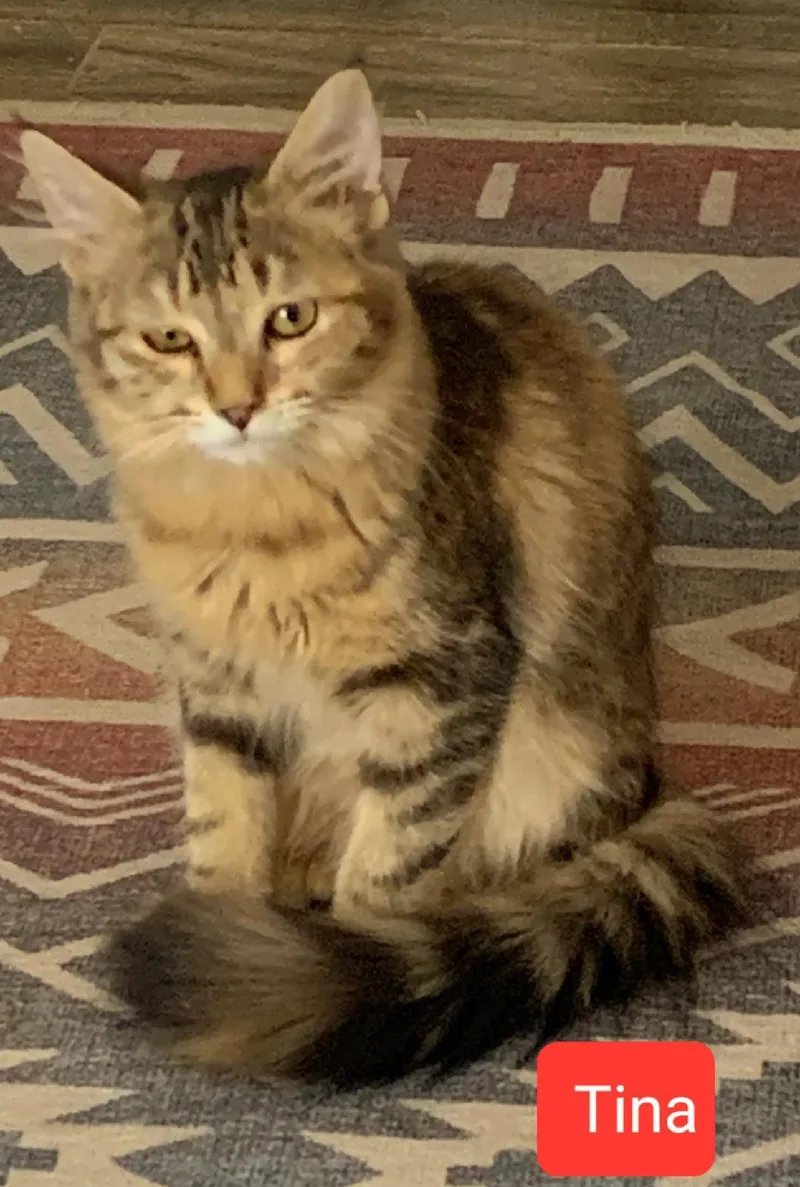 Tina thumbnail 2