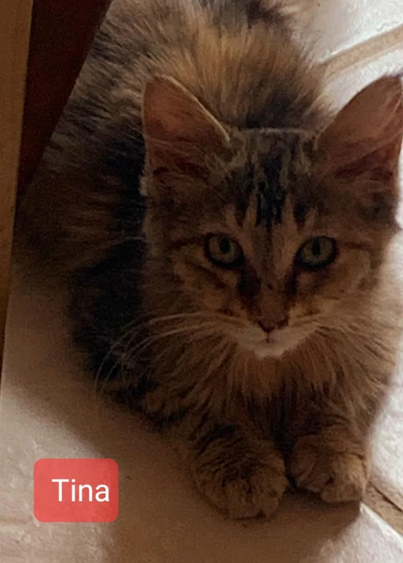 Tina thumbnail 3