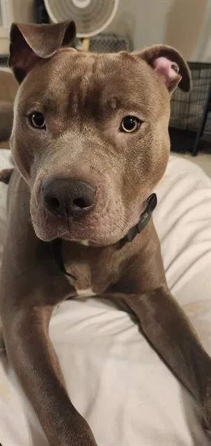 A young large-sized male Pit Bull Terrier dog named Smokey for adoption in Camarillo, CA