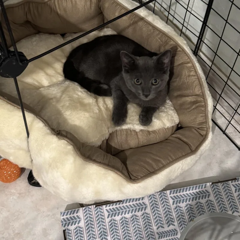 A baby medium-sized female Gray / Blue / Silver Russian Blue cat named Gia for adoption in Miami, FL