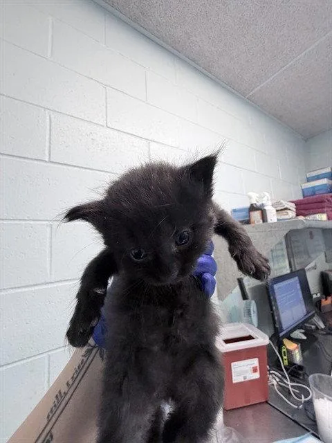 A baby small-sized male Black Domestic Short Hair cat named Wave Runner for adoption in Tavares, FL